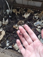 Vermicomposting