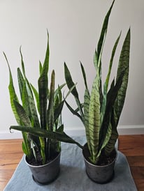snake plants