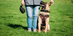 Woman's legs with blue jeans, holding back purse, German shepard sitting down on her right acting as a service dog in a grassy field
