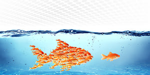 Two goldfish made up of other smaller goldfish swimming in tank